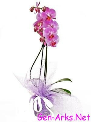 Orkide