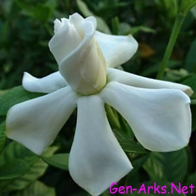 Gardenya