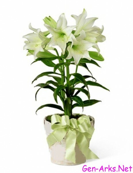 Lilium